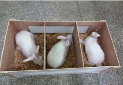 SPF兔出行(xíng)記 SPF兔出行(xíng)記